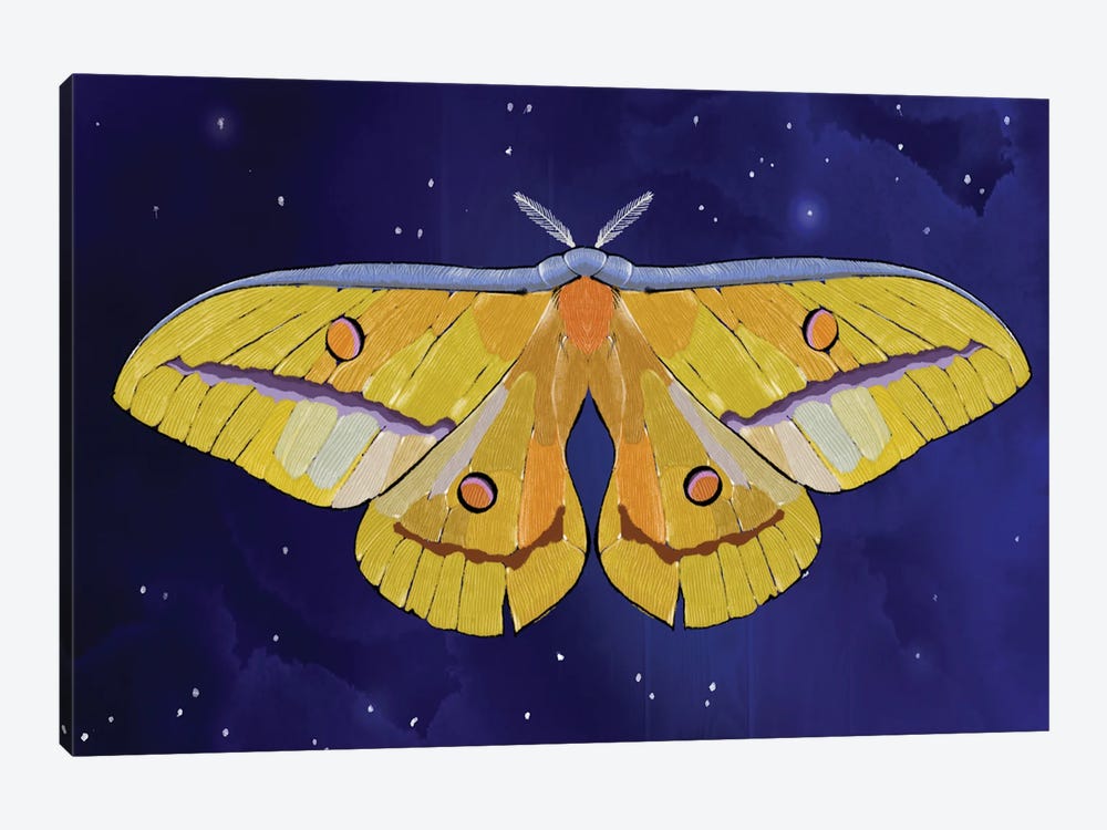 Starlight Star Bright Moth by Thomas Little 1-piece Canvas Art Print