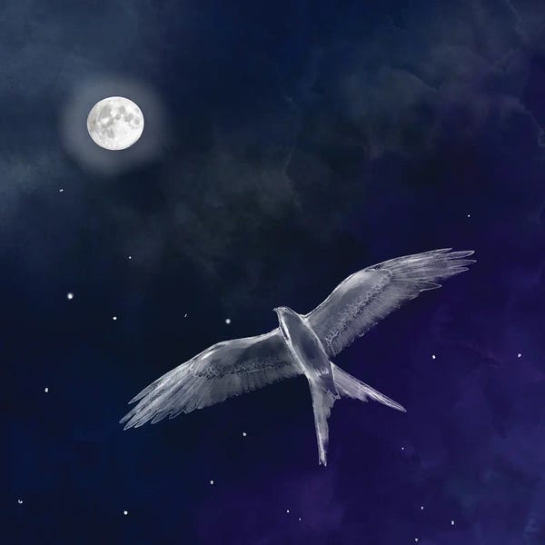 Thomas Little: Night Flight by Thomas Little