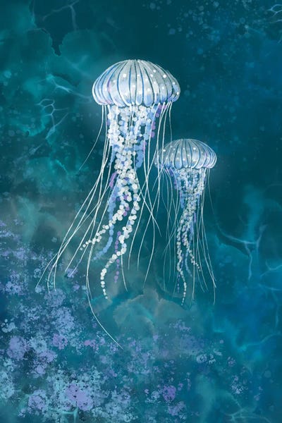 Jellyfish: Ascending Jellies by Thomas Little