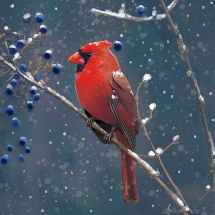 Red Cardinal Blue Berries