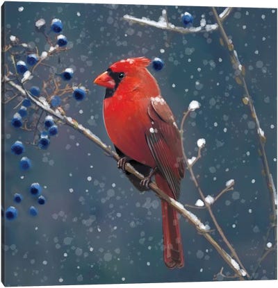 Red Cardinal Blue Berries Canvas Art Print - Cardinal Art