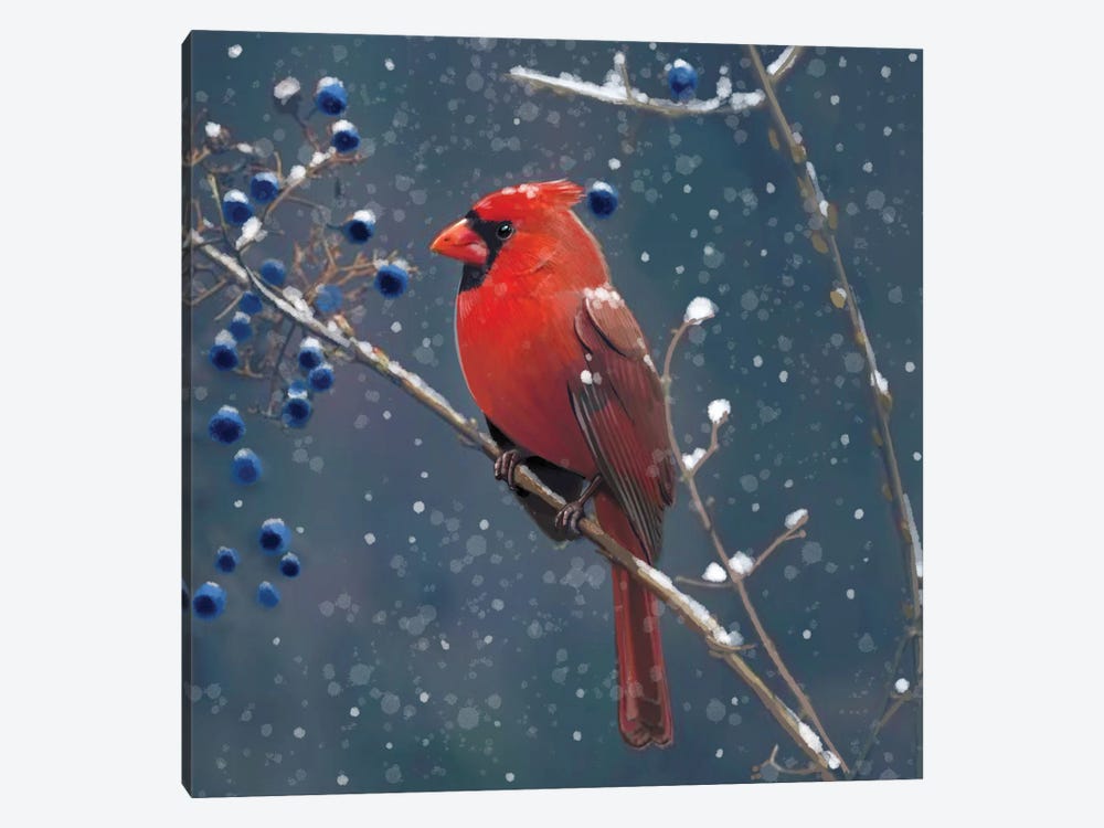 Red Cardinal Blue Berries by Thomas Little 1-piece Canvas Wall Art