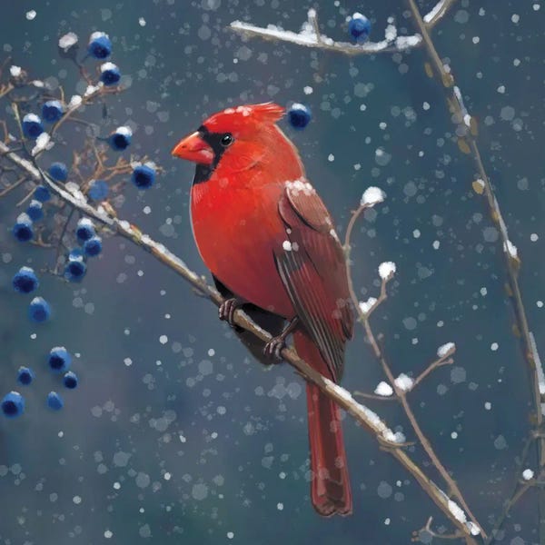 Thomas Little: Red Cardinal Blue Berries by Thomas Little