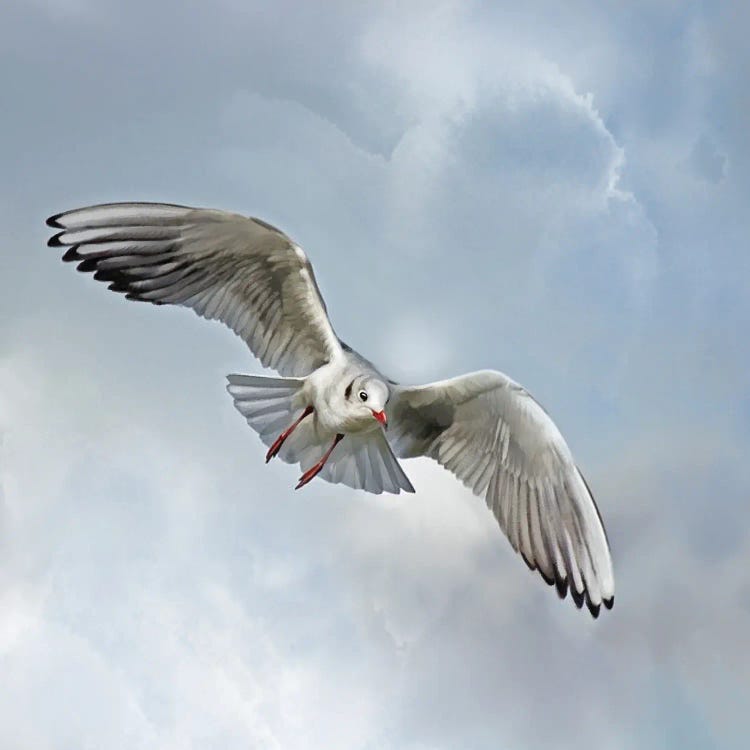 Gull Descending by Thomas Little wall art