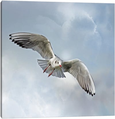 Gull Descending Canvas Art Print - Thomas Little