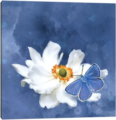 Blue Butterfly White Flower Canvas Art Print - Thomas Little