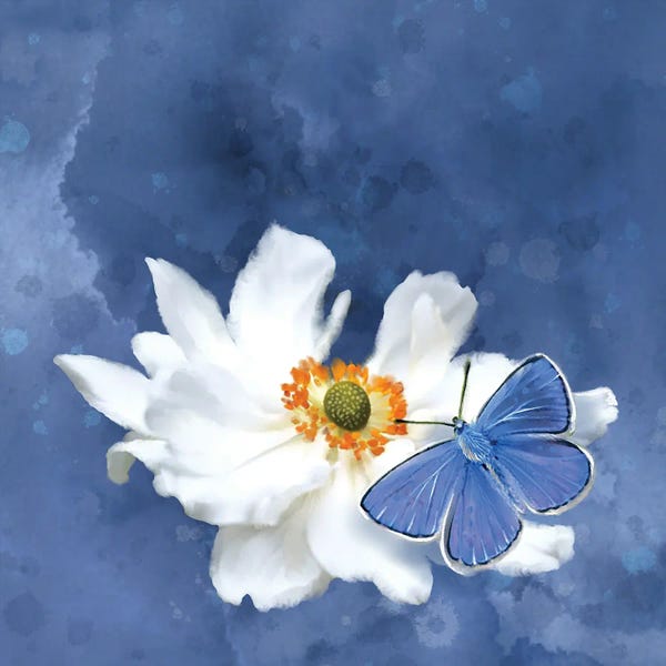 Thomas Little: Blue Butterfly White Flower by Thomas Little