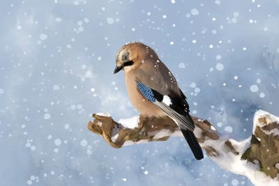 Spring Snow by Thomas Little canvas print