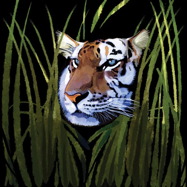 Grasses: Tiger In Tall Grass by Thomas Little