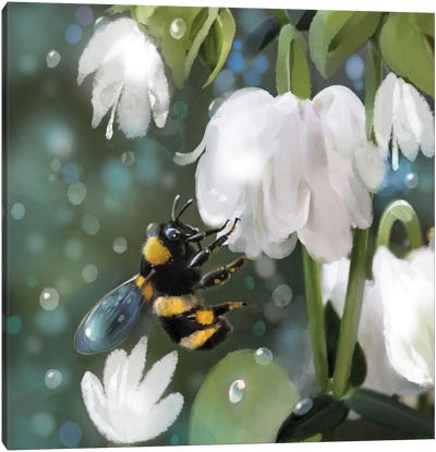 Bee And White Blooms Canvas Art Print - Thomas Little