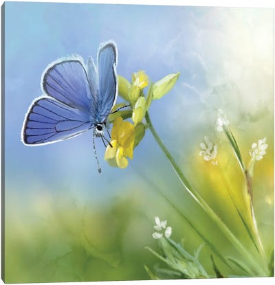 Blue Butterfly Yellow And White Flowers Canvas Art Print