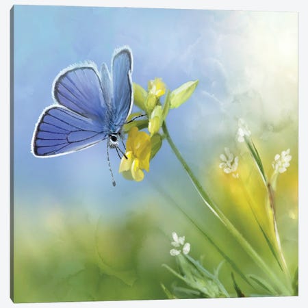 Blue Butterfly Yellow And White Flowers Canvas Print #TLT185} by Thomas Little Canvas Print