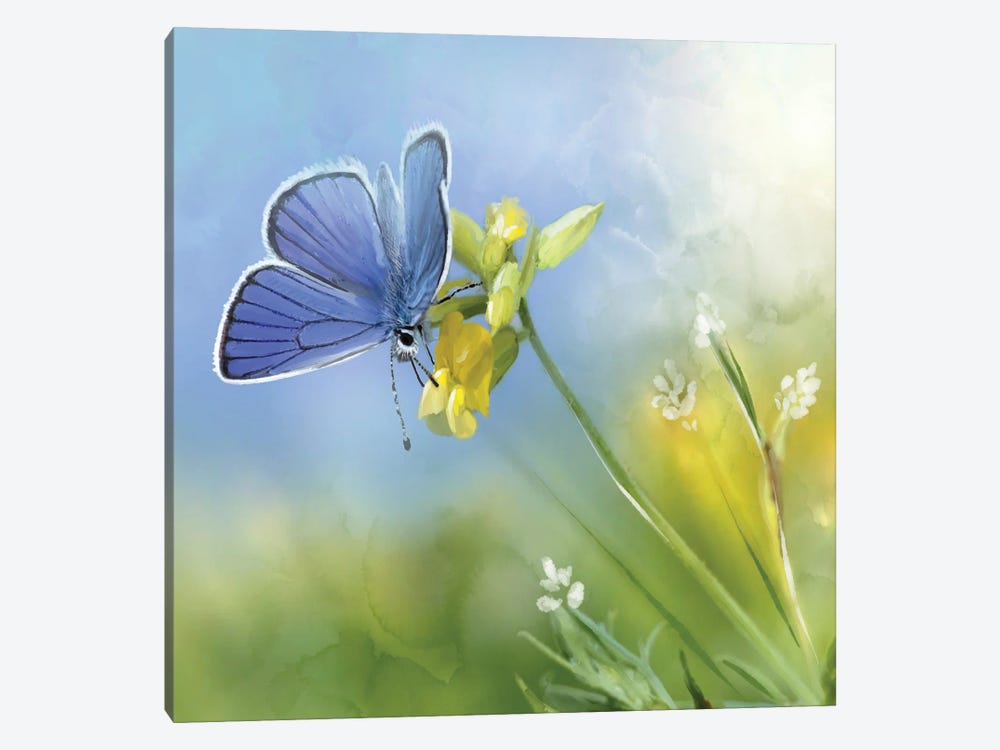 Blue Butterfly Yellow And White Flowers by Thomas Little 1-piece Art Print