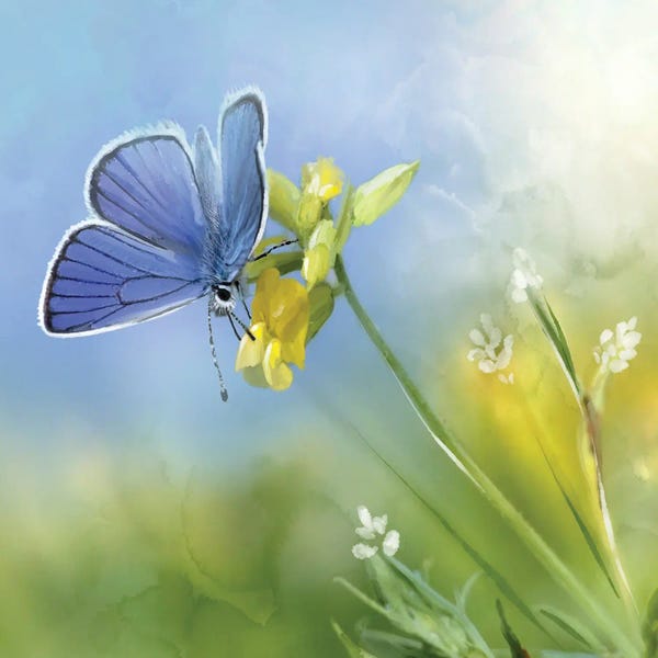 Thomas Little: Blue Butterfly Yellow And White Flowers by Thomas Little