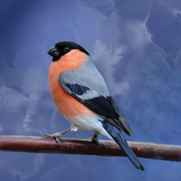Thomas Little: Bull Finch Study by Thomas Little