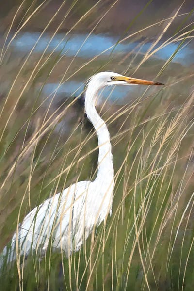 Thomas Little: Egret In Tall Grass by Thomas Little