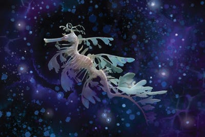 Leafy Sea Dragon In The Multiverse by Thomas Little framed canvas print