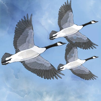 O Canada by Thomas Little art print