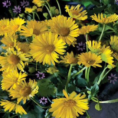 Sunny Days by Thomas Little framed canvas print