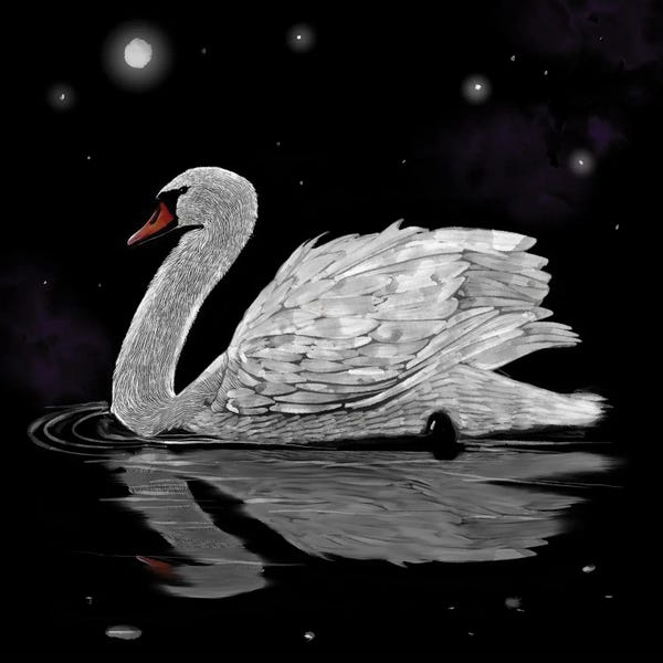 Thomas Little: Dark Night White Swan by Thomas Little