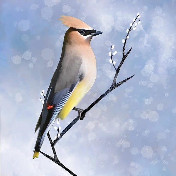 Thomas Little: Cedar Waxwing by Thomas Little