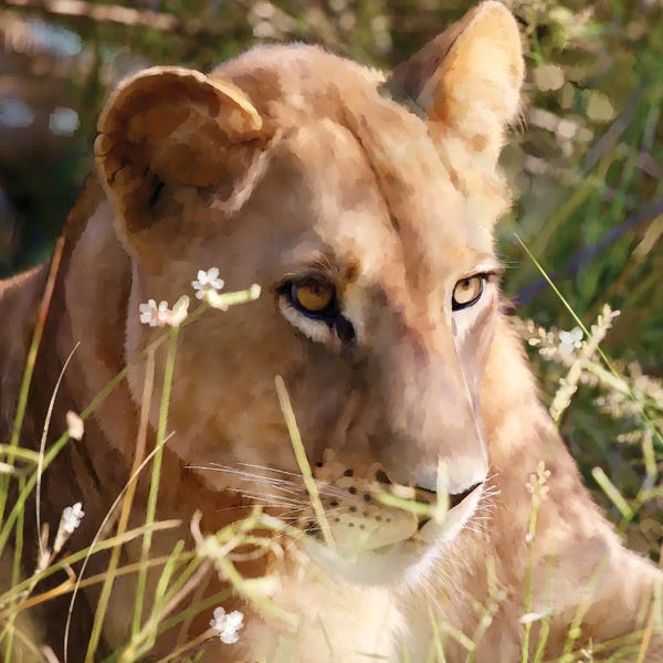 Golden Hour Animals: Huntress In The Grass by Thomas Little