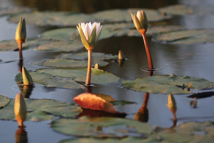African Water Lillies by Thomas Little wall art