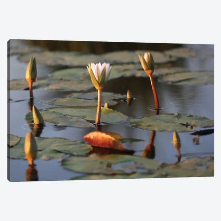 African Water Lillies Canvas Print #TLT229} by Thomas Little Canvas Print