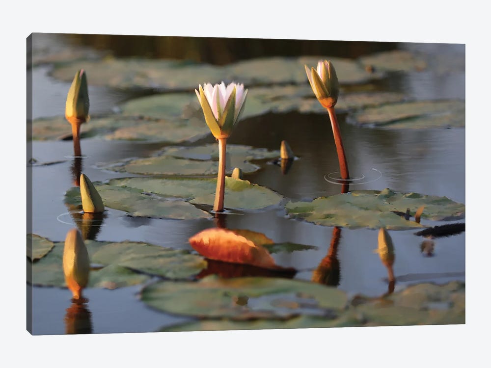 African Water Lillies by Thomas Little 1-piece Art Print
