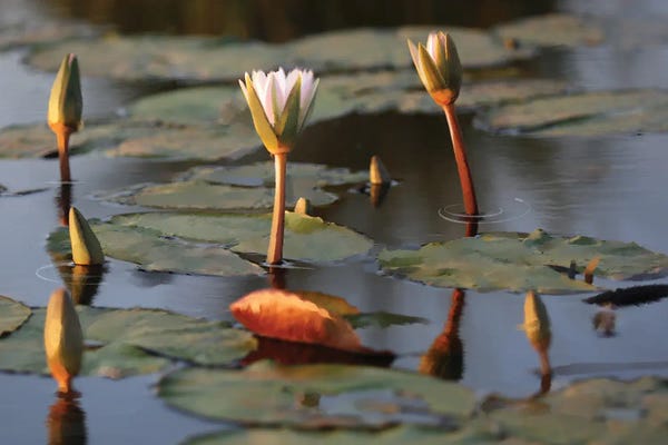 Water Lilies: African Water Lillies by Thomas Little