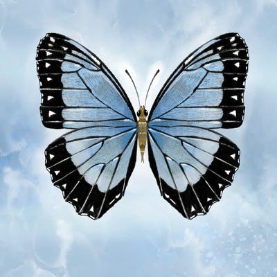 Shocking Blue Butterfly by Thomas Little multi panel art