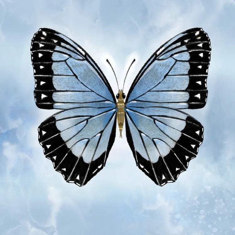 Shocking Blue Butterfly