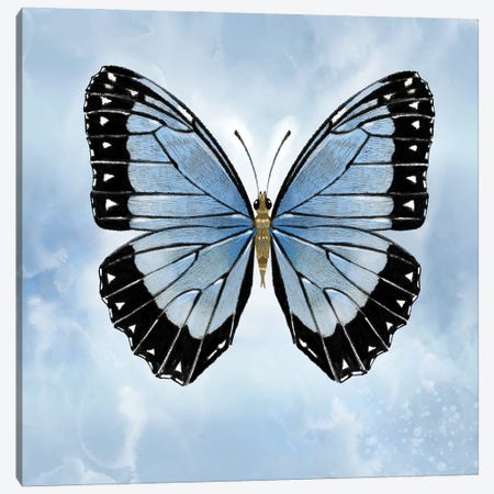Shocking Blue Butterfly Canvas Print #TLT237} by Thomas Little Canvas Art Print