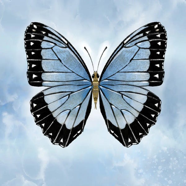 Thomas Little: Shocking Blue Butterfly by Thomas Little