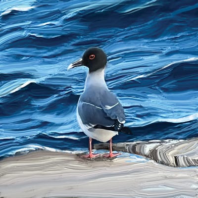 Galapagos Gull by Thomas Little framed canvas print