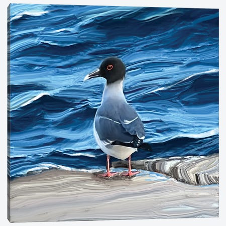 Galapagos Gull Canvas Print #TLT238} by Thomas Little Canvas Wall Art