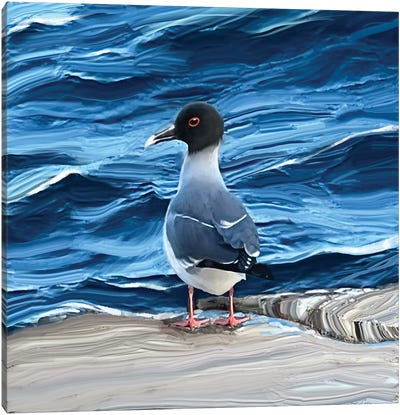Galapagos Gull Canvas Art Print - Thomas Little