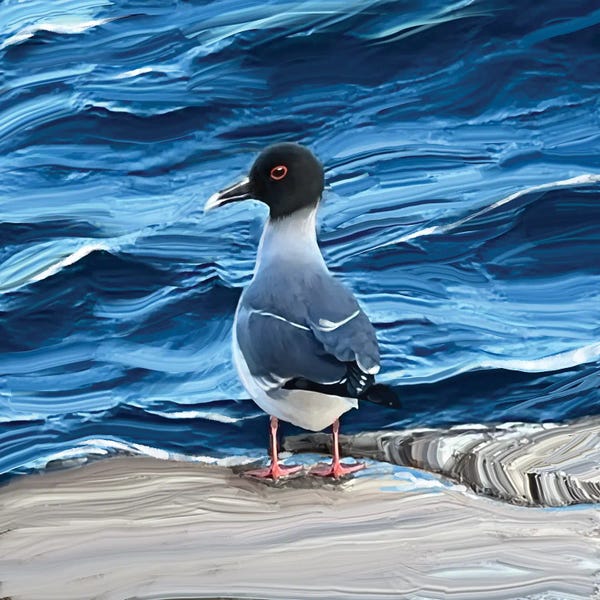 Thomas Little: Galapagos Gull by Thomas Little