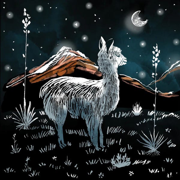 Llamas: Little Llama Dreams by Thomas Little