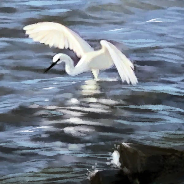 Thomas Little: Egret Fishing by Thomas Little