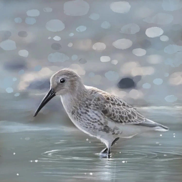 Morning Glow Sandpiper by Thomas Little wall art