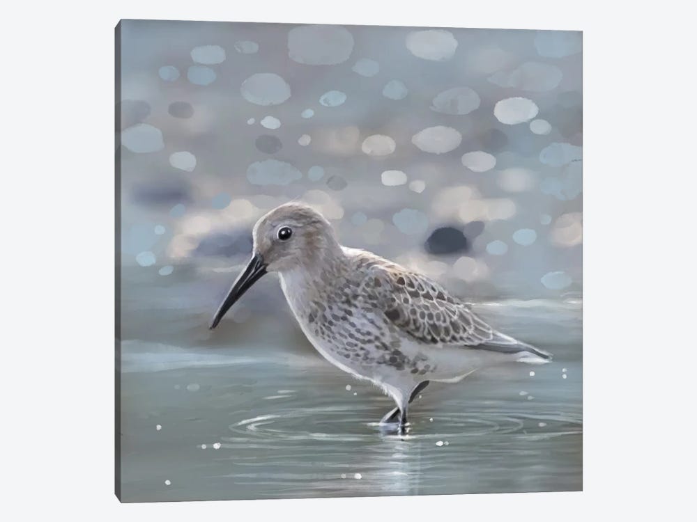 Morning Glow Sandpiper by Thomas Little 1-piece Canvas Art