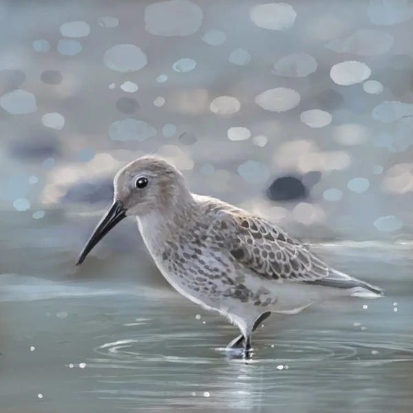 Thomas Little: Morning Glow Sandpiper by Thomas Little