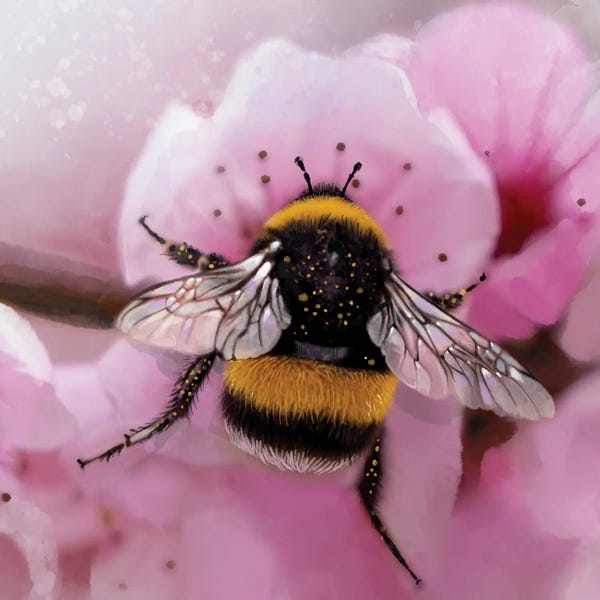 Bees: Sakura Buzz by Thomas Little