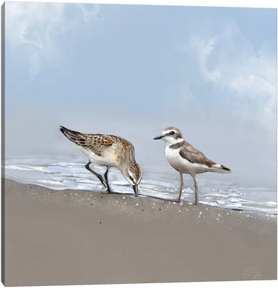 Seaside Shorebirds Canvas Art Print - Thomas Little
