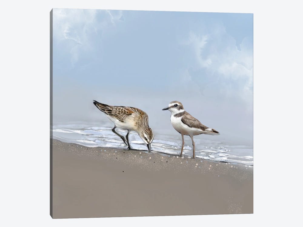 Seaside Shorebirds by Thomas Little 1-piece Canvas Art Print