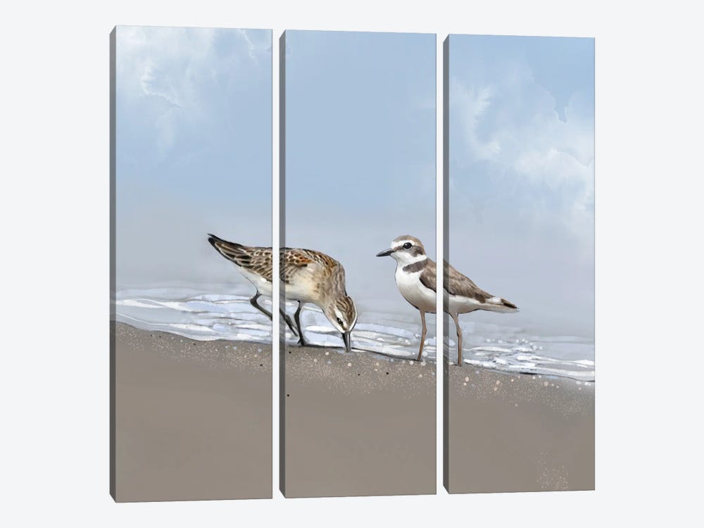 Seaside Shorebirds by Thomas Little 3-piece Canvas Print