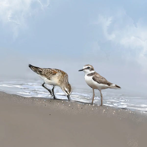 Thomas Little: Seaside Shorebirds by Thomas Little