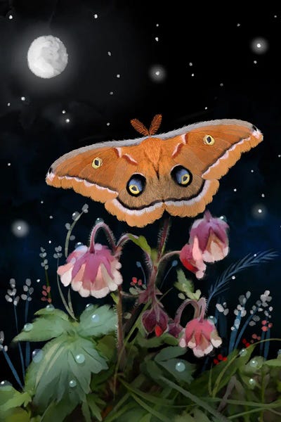 Moths: Moth In A Magical Moment by Thomas Little