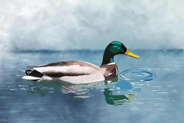 Drake Study by Thomas Little wall art